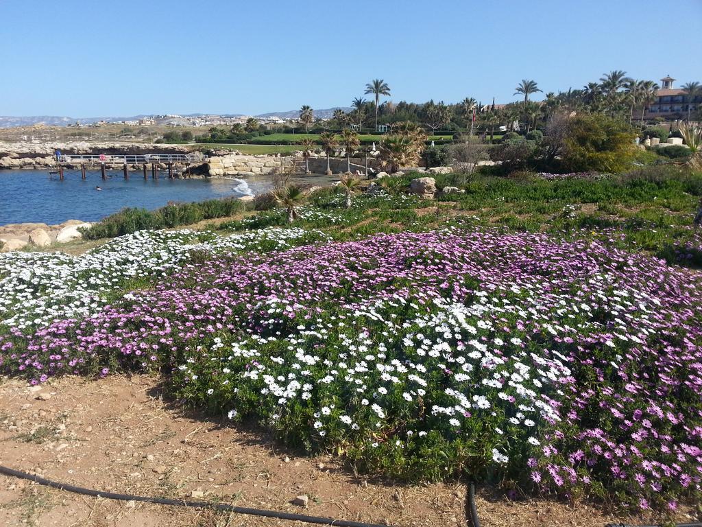 Faros Beach Paphos Eksteriør billede